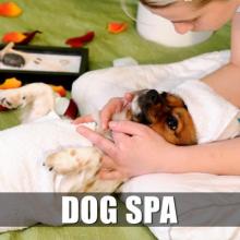 Dog SPA and Dog Grooming Services in Hyderabad - Kennels9.com Dog SPA and Dog Grooming Services in Hyderabad - Kennels9.com